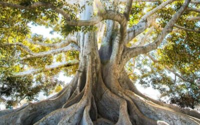 *Les systèmes de management de l&rsquo;autonomie et les personnes neuroatypiques : une révolution à échelle humaine