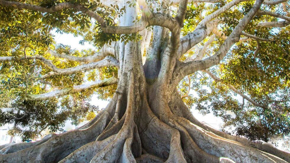 *Les systèmes de management de l&rsquo;autonomie et les personnes neuroatypiques : une révolution à échelle humaine