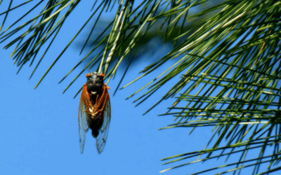 *Le commerce comme acte de confiance